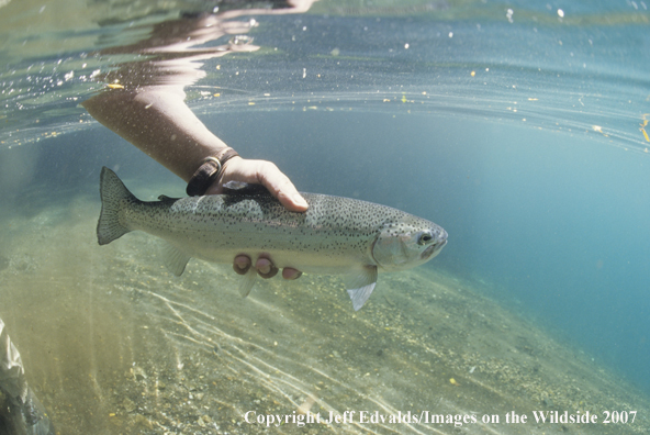 Rainbow Trout