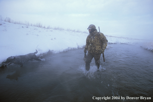 Waterfowl hunter with black Lab. 