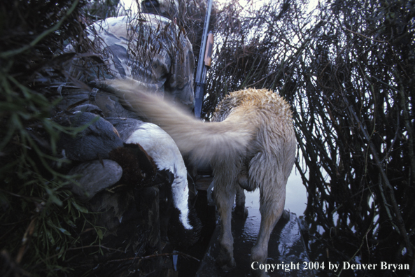 Waterfowl hunter with yellow Lab and fowl. 