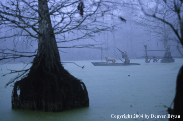 Waterfowl hunter and labrador retriever hunting in bald cypress swamp.