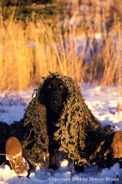 Black Labrador Retriever in blind with hunter.