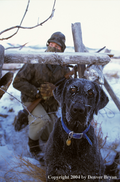 Black Lab with waterfowl hunter. 