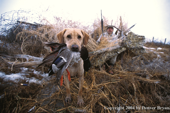 Yellow Labrador Retriever with mallard