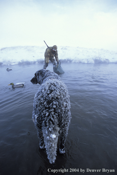 Waterfowl hunter with black Lab setting decoys. 