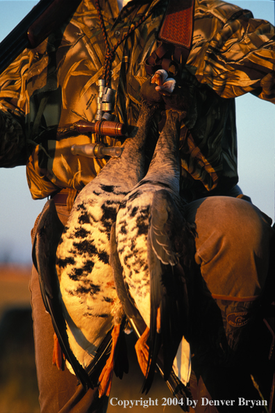 Waterfowl hunter with bagged White-fronted geese.