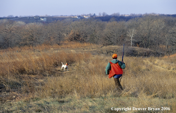 Upland game bird hunter with dog hunting.