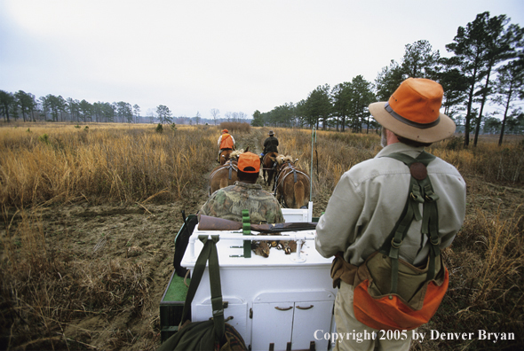 Upland bird hunters in mule drawn carriage hunting for Bobwhite quail.