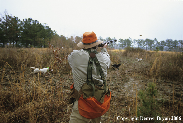 Upland game bird hunter coming in behind dogs in field. Hunter shooting at bobwhite quail.