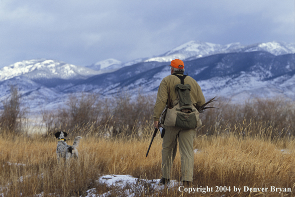 Upland bird hunter with English Setter.