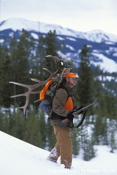 Big game hunter packing elk rack out on snowshoes.