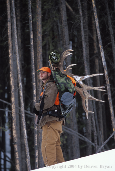 Big game hunter packing elk rack out on snowshoes.