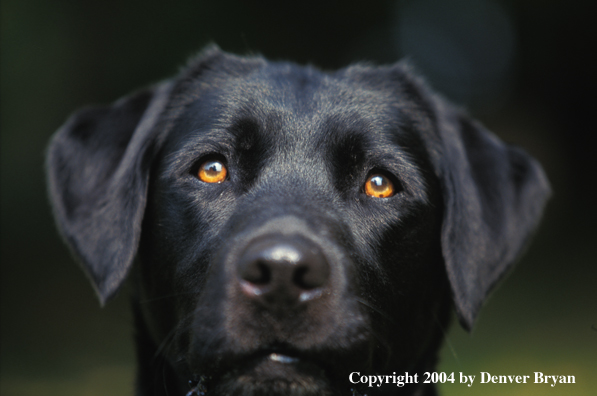 Black Labrador Retriever