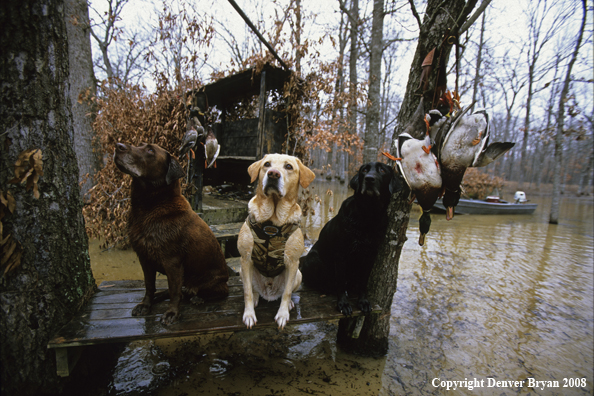 Hunting Labrador Retrievers