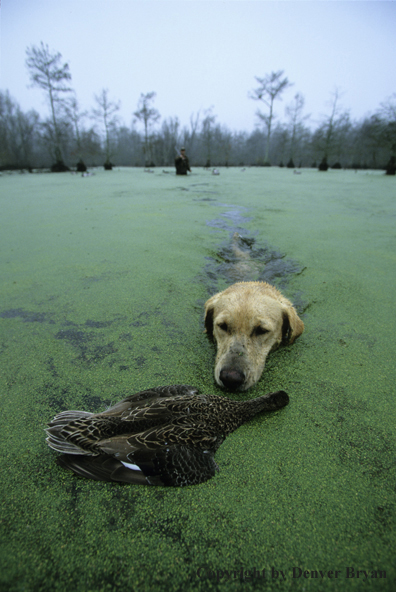 Waterfowl hunter and labrador retriever retrieving dead duck in bald cypress swamp.