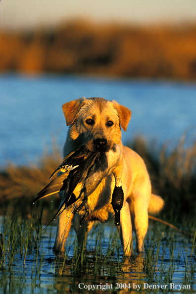 Yellow Labrador Retriever with pintail