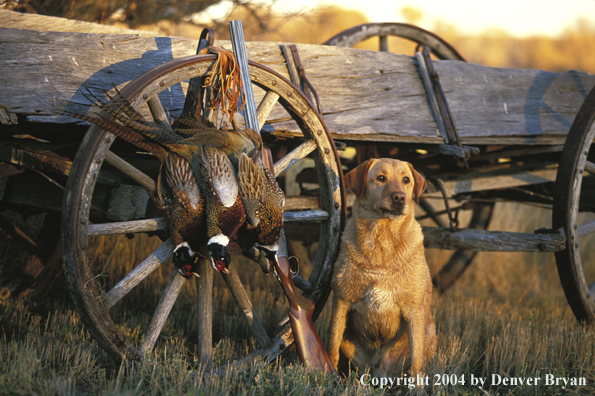 Yellow Labrador Retriever with pheasants