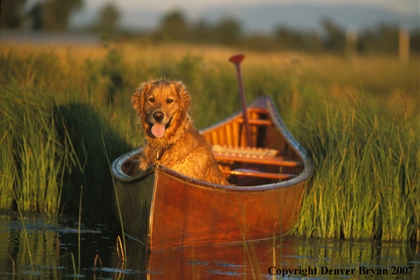 Golden Retriever in canoe.