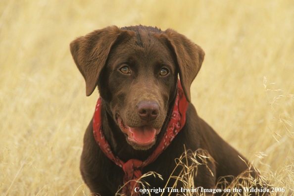 Chocolate Labrador Retriever puppy.