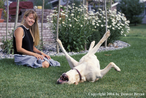 Woman playing with yellow Labrador Retriever