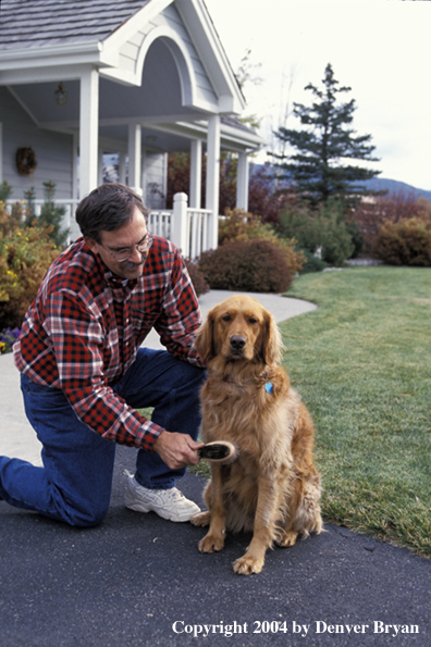 Man brushing golden Retriever