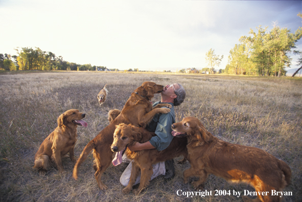 Man with golden Retrievers