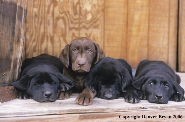 Multi-colored labrador puppies lounging.