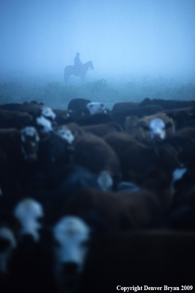 Cowboy moving cattle in fog