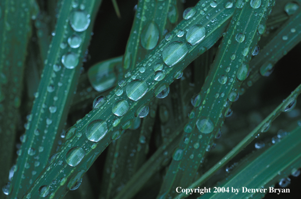 Rain on grass blades