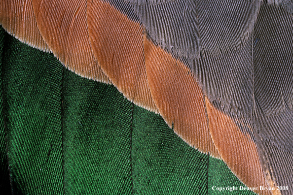 Pintail drake body feathers