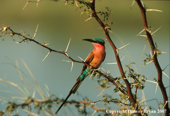 Carmine bee-eater perched in tree.  Africa.