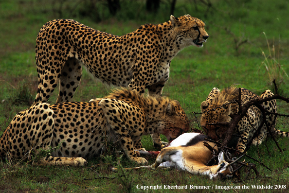 Cheetah eating on kill