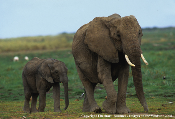 Baby Elephant walking with mother