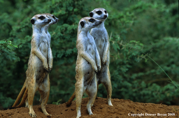 Meerkat family on look-out