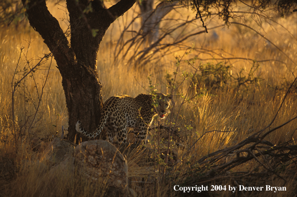 Leopard in habitat. Africa