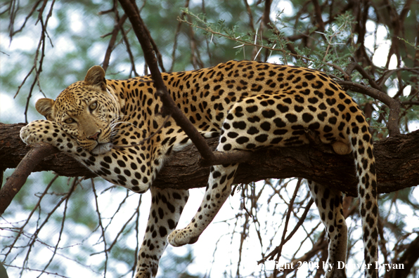 Leopard in tree. Africa