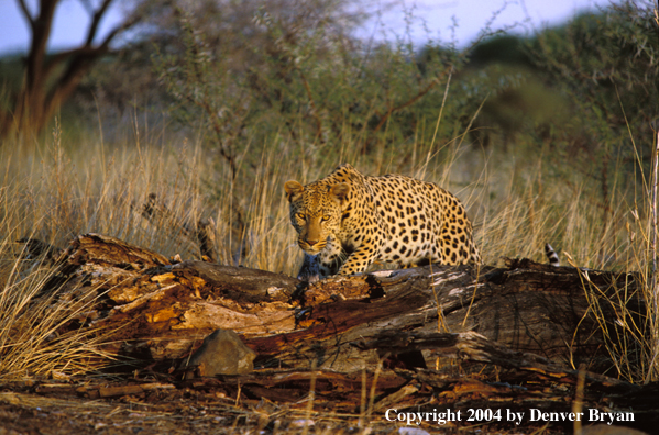 Leopard in habitat. Africa