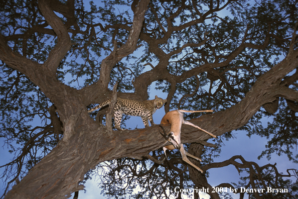 Leopard in tree with kill. Africa