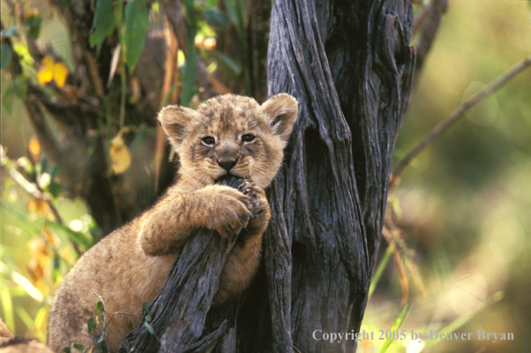 Lion cub in habitat. Africa.