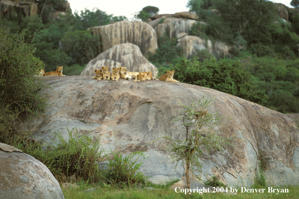 Female African lions with cubs.  Africa