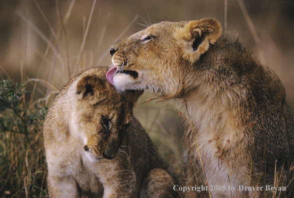 African lioness grooming cub.