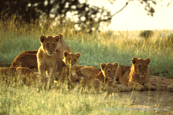 Lion cubs in habitat. Africa.