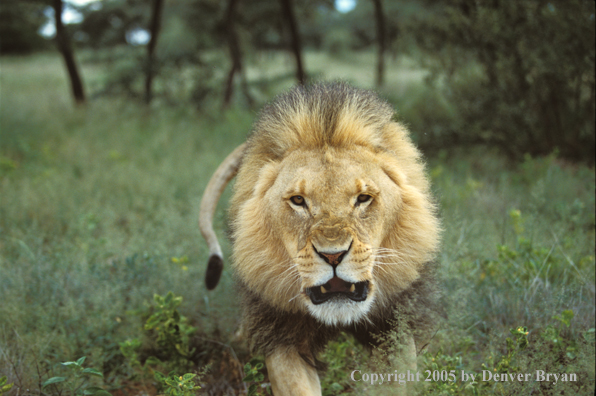 Male African lion in habitat. Africa