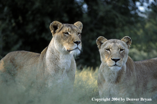 Female African lions in habitat.  Africa