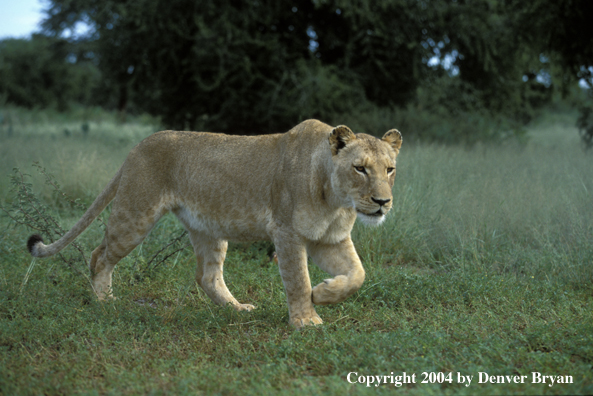 Female African lion in habitat.  Africa