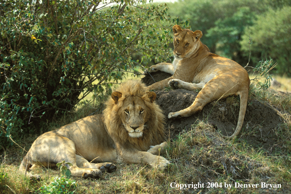 Male and female African lions in habitat. Africa