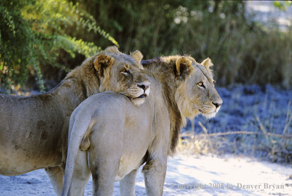 African lions in habitat.