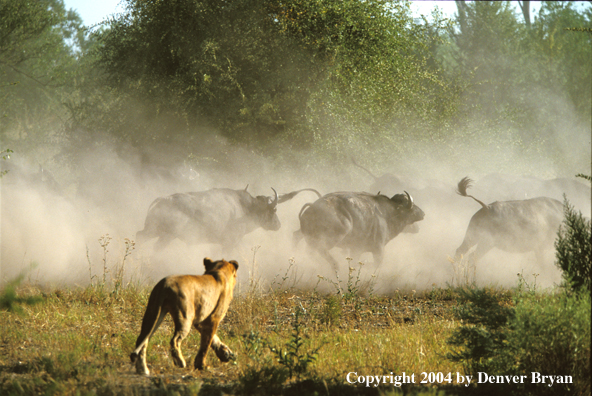 Female African lion hunting cape buffalo.