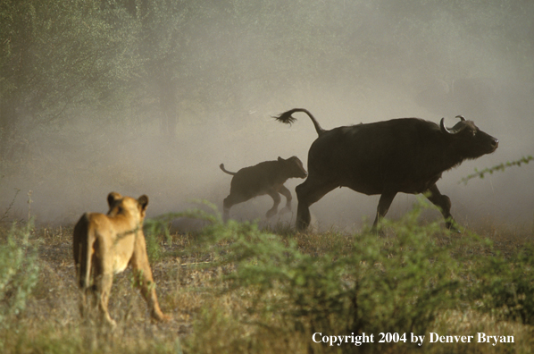 Female African lion hunting cape buffalo.