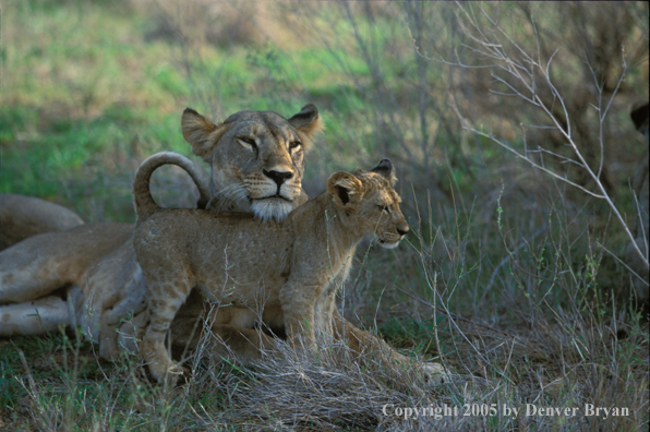 Lion cub with lioness. Africa.