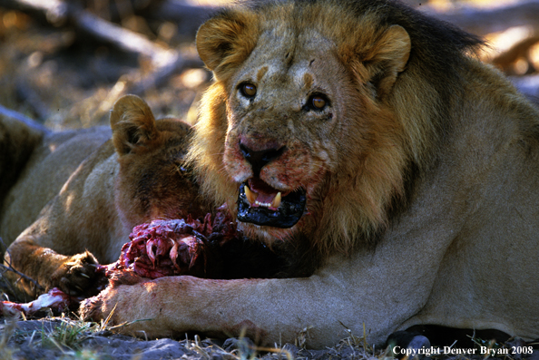 African lions eating kill